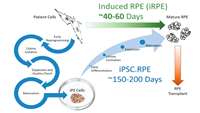 ستاد فرهنگسازی اقتصاد دانش بنیان Inducing human retinal pigment epithelium-like cells from somatic tissue